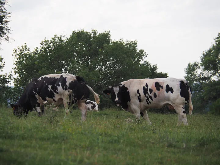 Black and white cow (Holstein Friesian)